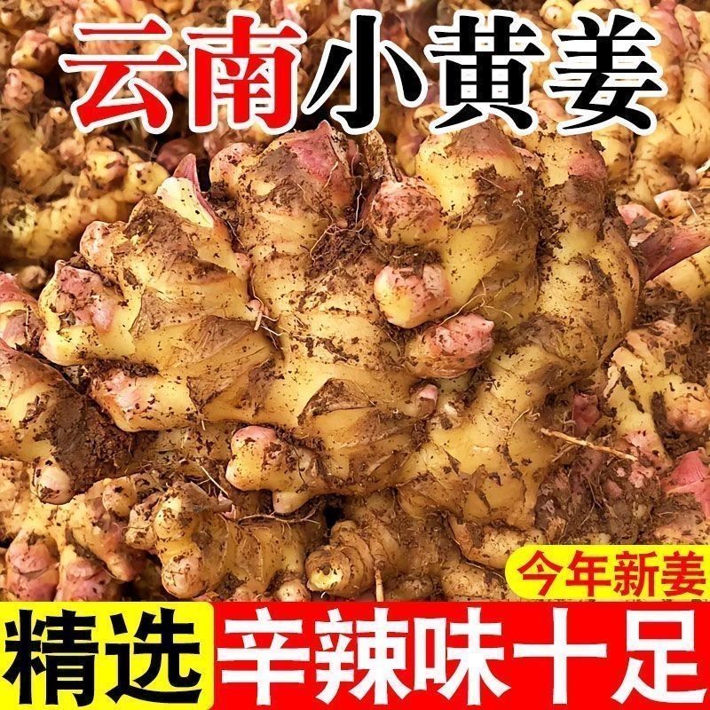 正宗云南小黄姜西双版纳小黄姜生姜农家自种新鲜现挖现发整箱蔬菜