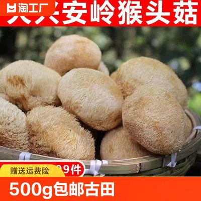 东北长白山猴头菇500g干货官方旗舰店可打猴头菇粉养胃粉