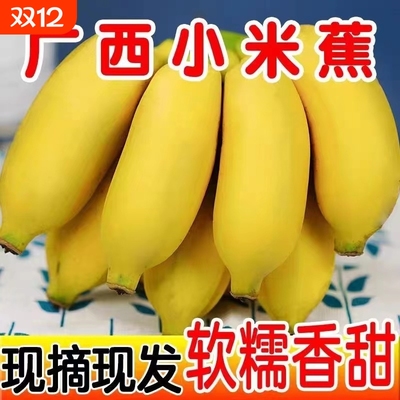 正宗广西小米蕉香甜水果薄皮纯天然小香蕉自然成熟整箱批发现摘