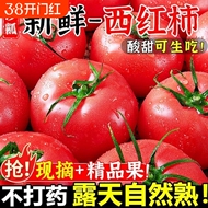 沙瓤番茄正宗新鲜商超品质沙瓤西红柿小果自然熟生吃蔬菜水果番茄