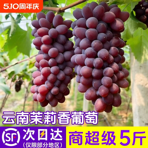 【N21°】云南茉莉香葡萄无籽红提子新鲜现摘现发水果顺丰包邮