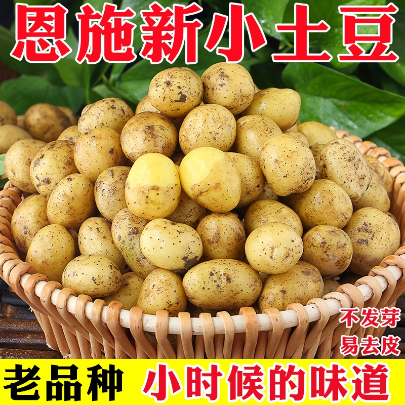 现挖现发恩施黄心高山土豆