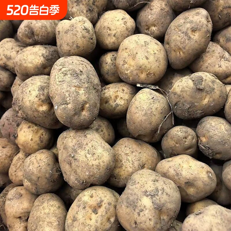 当季现挖黄皮土豆贵州现挖农家蔬菜软糯香甜新鲜马铃薯种植