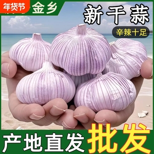 【超值推荐】紫皮大蒜头新晒干蒜蔬菜紫皮多瓣子便宜蔬菜批发大蒜