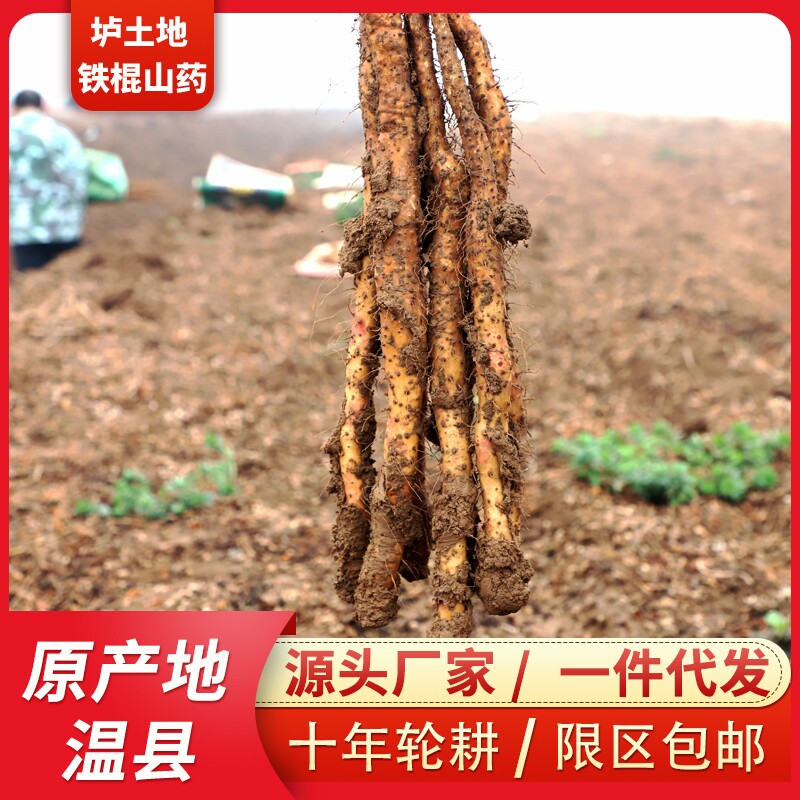 河南焦作垆土铁棍山药温县正宗铁杆淮山药新鲜怀山药现挖现发特产
