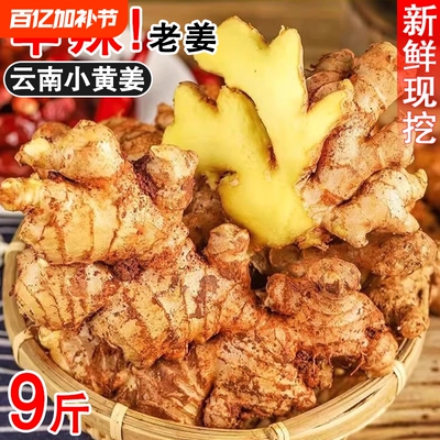 正宗云南小黄姜新鲜现挖整块大块
