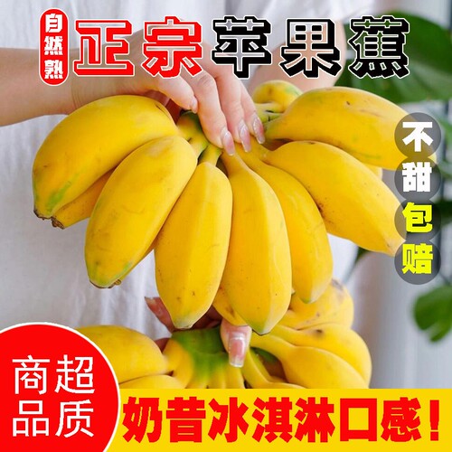 补贴福利正宗广西苹果蕉粉蕉新鲜应季水果现摘现发大果香蕉自然熟