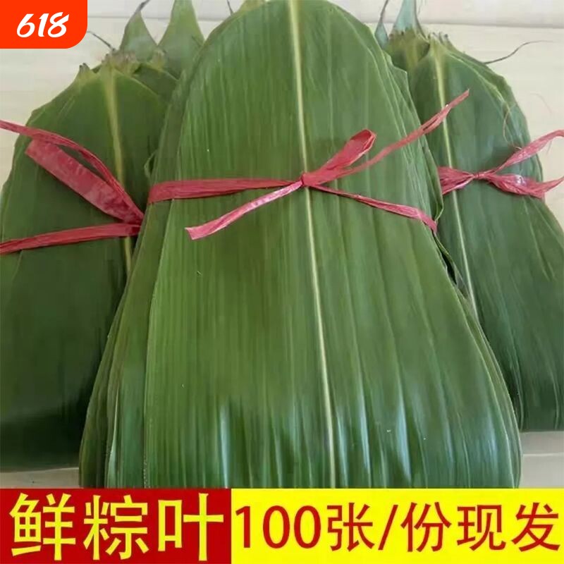 粽子叶新鲜大号粽叶包粽子专用特大号棕叶子批发商用精选现摘大片