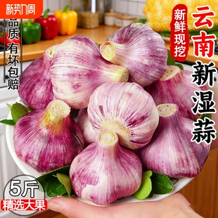 26年紫皮鲜蒜新鲜大蒜糖醋蒜现挖生鲜大蒜头腌制嫩蒜批发厨房自种