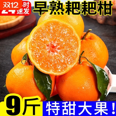 早熟春见耙耙柑橘子新鲜桔子当季时令水果蜜橘应季蜜桔整箱柑橘