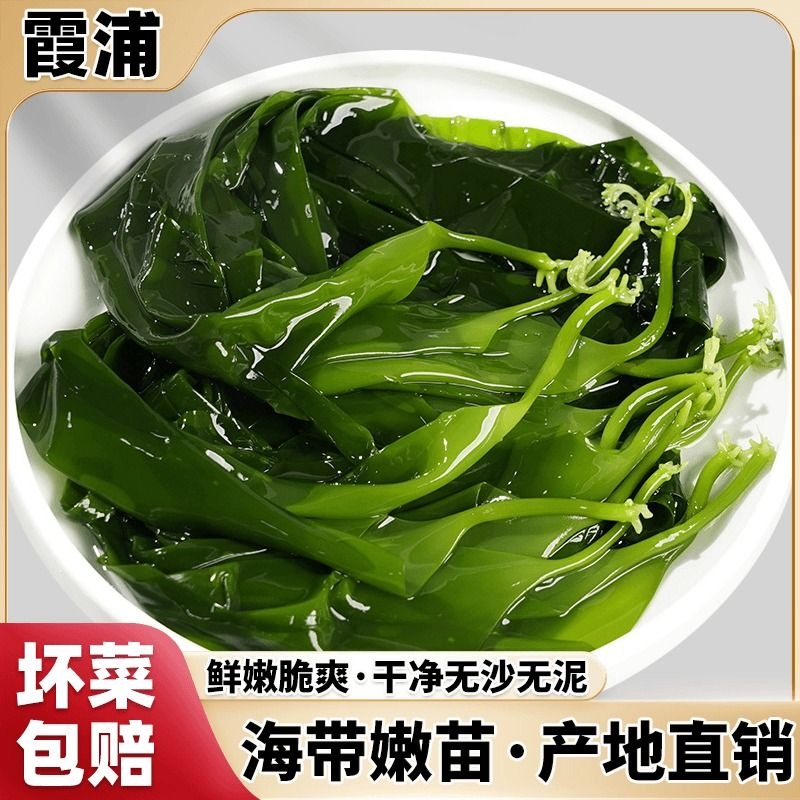 福建霞浦特级海带苗|千人加购