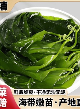 福建霞浦特级海带苗|千人加购