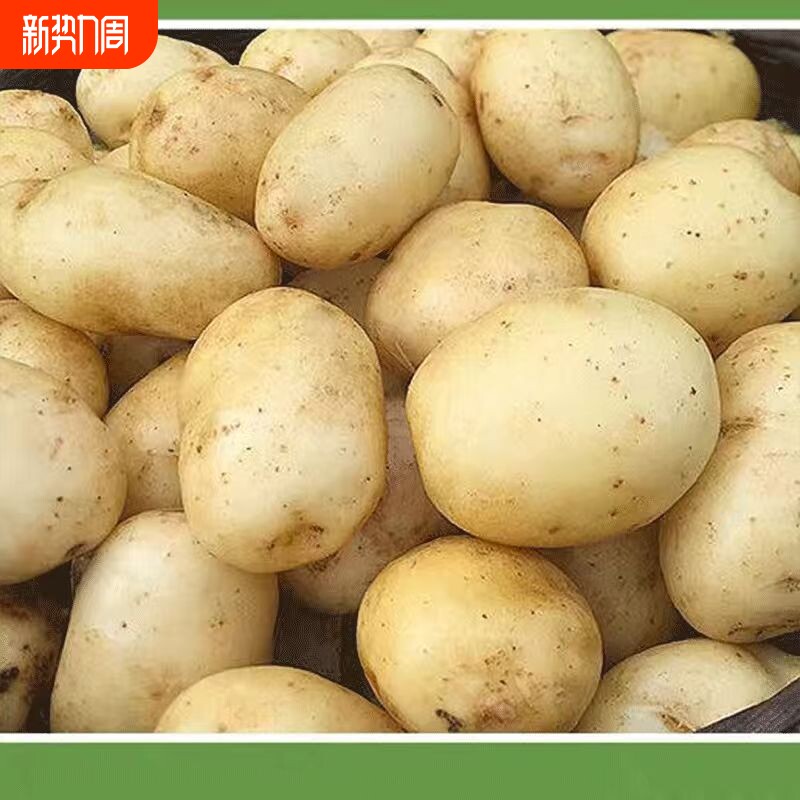 2026年贵州现挖新鲜黄心土豆高山黄洋芋农家种植包邮马铃薯