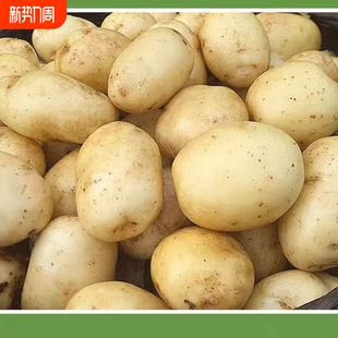 2026年贵州现挖新鲜黄心土豆高山黄洋芋农家种植 马铃薯 包邮