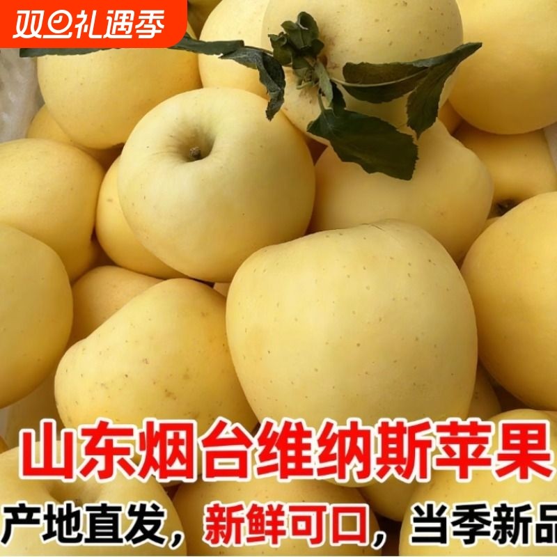 【顺丰快递】 黄金维纳斯苹果 果香脆甜 汁水多产地新鲜采摘发货