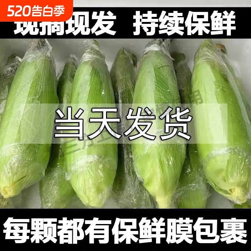 广西现摘新鲜白糯牛奶玉米5-9斤当季现摘嫩苞谷代餐甜糯玉米棒子