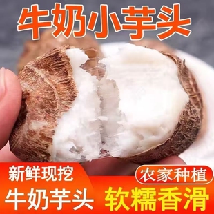 山东正宗牛奶小芋头新鲜蔬菜红芽毛芋头当季芋艿香芋产地直发软糯
