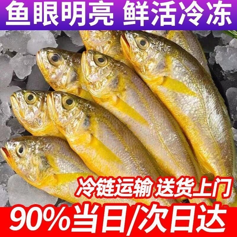 小黄花鱼新鲜鲜活冷冻小黄鱼生鲜深海鱼海鲜水产商用批发一斤袋装