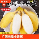 小香蕉粉蕉自然熟苹果蕉 正宗广西小米蕉10香蕉新鲜水果整箱斤当季