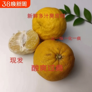 很酸湖北臭皮柑自然生长遍地有新鲜酸抛柑当季时令水果酸柑子