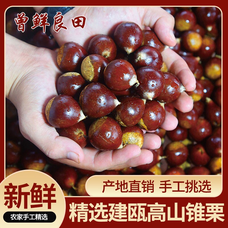 2025年正宗福建建瓯锥栗生新鲜油栗板栗野生小毛栗圆栗子农家精挑