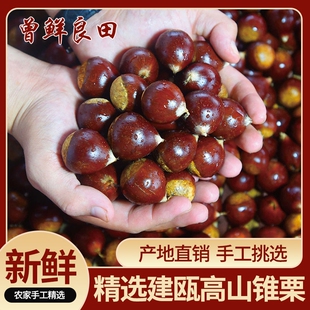 2025年正宗福建建瓯锥栗生新鲜油栗板栗野生小毛栗圆栗子农家精挑