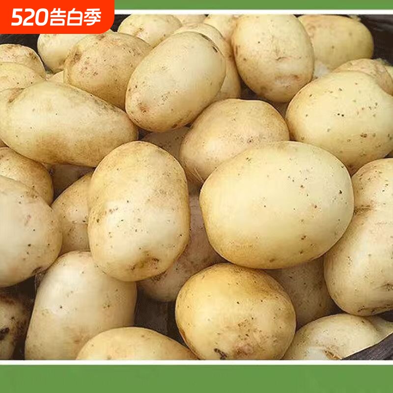 2026年贵州现挖新鲜黄心土豆高山黄洋芋农家种植包邮马铃薯