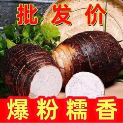 正宗云南蒙自大芋头新鲜粉糯香芋农家蔬菜特产毛芋艿整箱批发9斤