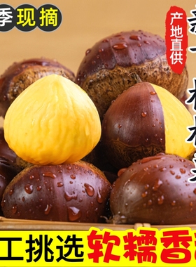 2025新鲜丹东生板栗当季板栗生新鲜栗子新下树嫩油野生栗大板栗仁
