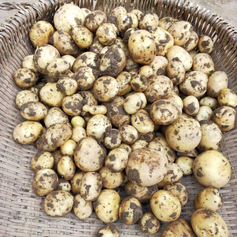 农家自种秋季黄心土豆贵州本地高山沙地土豆新鲜现挖