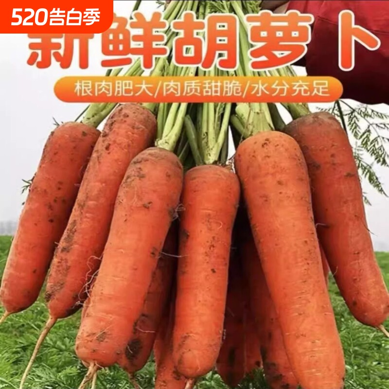 农家新鲜蔬菜胡萝卜可生吃脆甜多汁产地直发新鲜胡萝卜