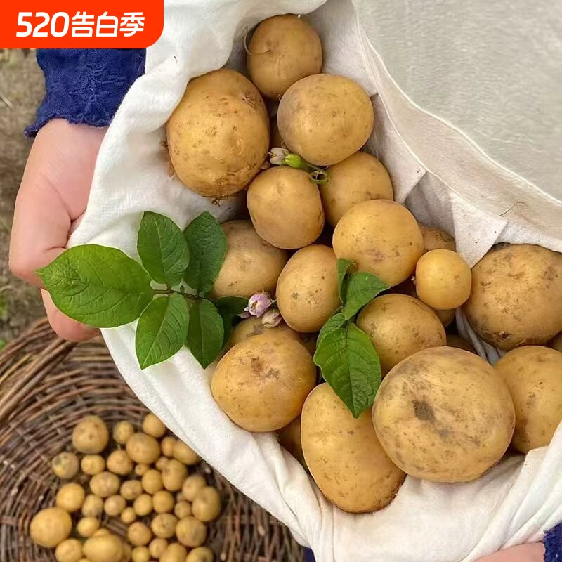 云南黄皮黄心高产早熟土豆种云南老品种原种新鲜马铃薯种植洋芋