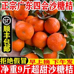 顺丰现货广东四会沙糖桔砂糖橘当季新鲜水果橘桔子沙糖橘柑橘香甜