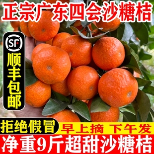 顺丰现货广东四会沙糖桔砂糖橘当季 新鲜水果橘桔子中大果纯甜9斤