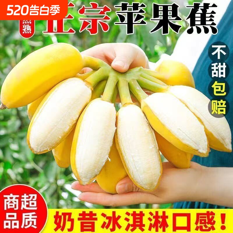 放熟再吃正宗苹果蕉广东当季新鲜水果自然熟香蕉粉蕉非小米蕉