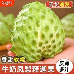 攀枝花牛奶凤梨释迦果番荔枝佛头摩尼果当季新鲜水果现摘香甜软糯