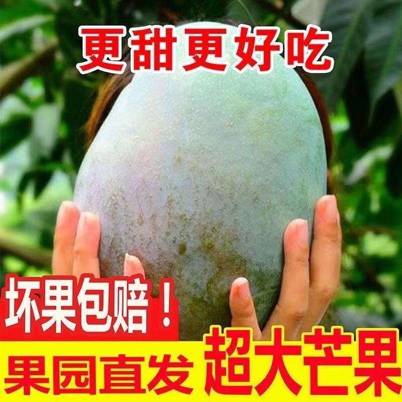 攀枝花凯特芒果青皮应季新鲜水果甜果王妃大果肉厚汁甜批发划算