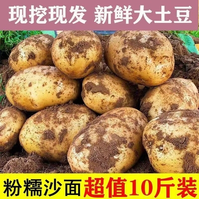 贵州特产威宁黄心米拉洋芋土豆新鲜高山老品种黄皮马铃薯十斤装