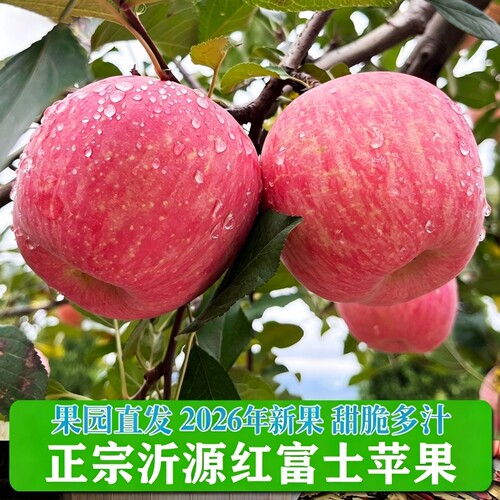 正宗沂源苹果现摘现发脆甜多汁