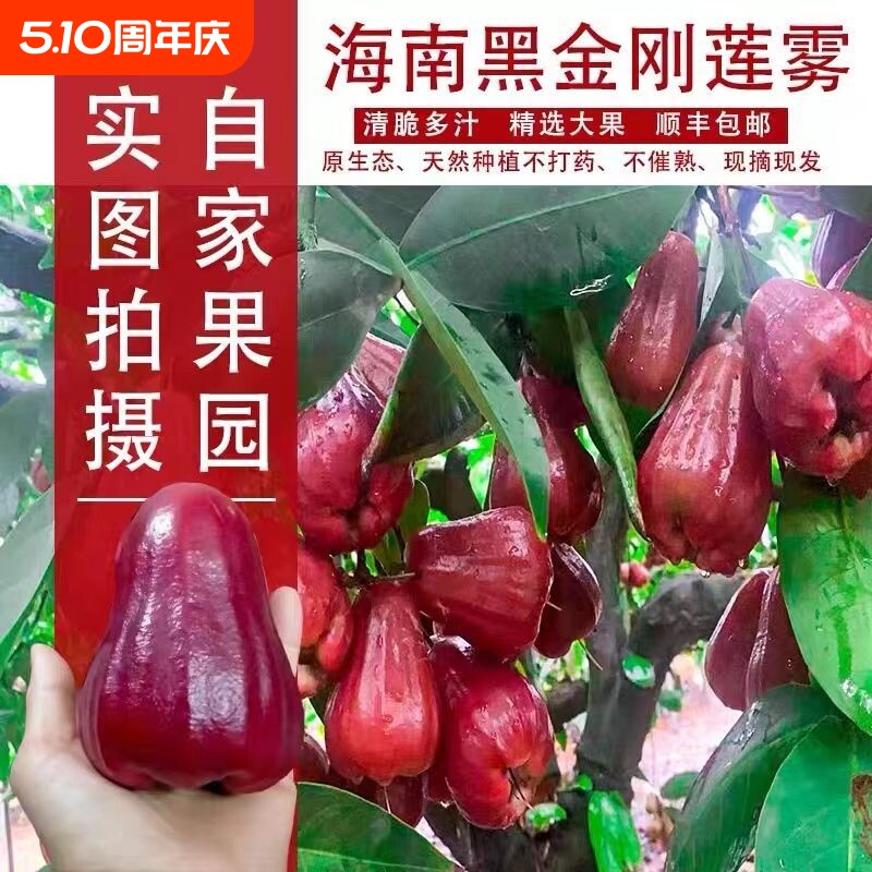 顺丰空运海南特产黑金刚莲雾大果莲雾果新鲜水果年货送礼品礼盒装