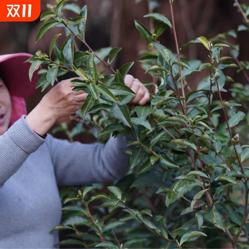2024福鼎白茶 管阳核心区高山荒野特级首日芽头采 白毫银针散茶