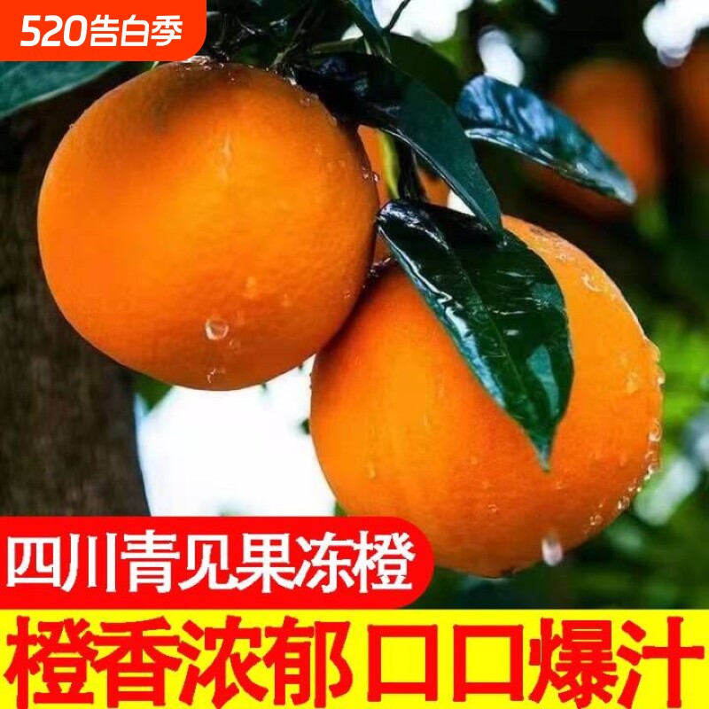 四川当季青见果冻橙柑橘水果新鲜整箱包邮大果橙子橙香