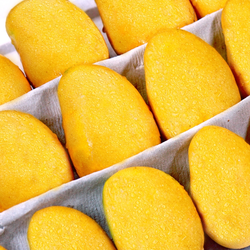 海南芒果新鲜现摘小台芒应当季热带水果特产芒果