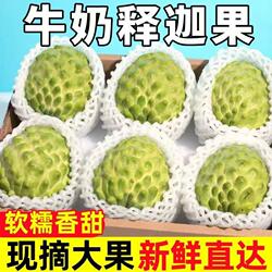 正宗攀枝花牛奶凤梨释迦果鲜甜软糯奶香番荔枝新鲜摩尼果产地直发