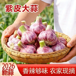新鲜紫皮大蒜大果带箱5斤