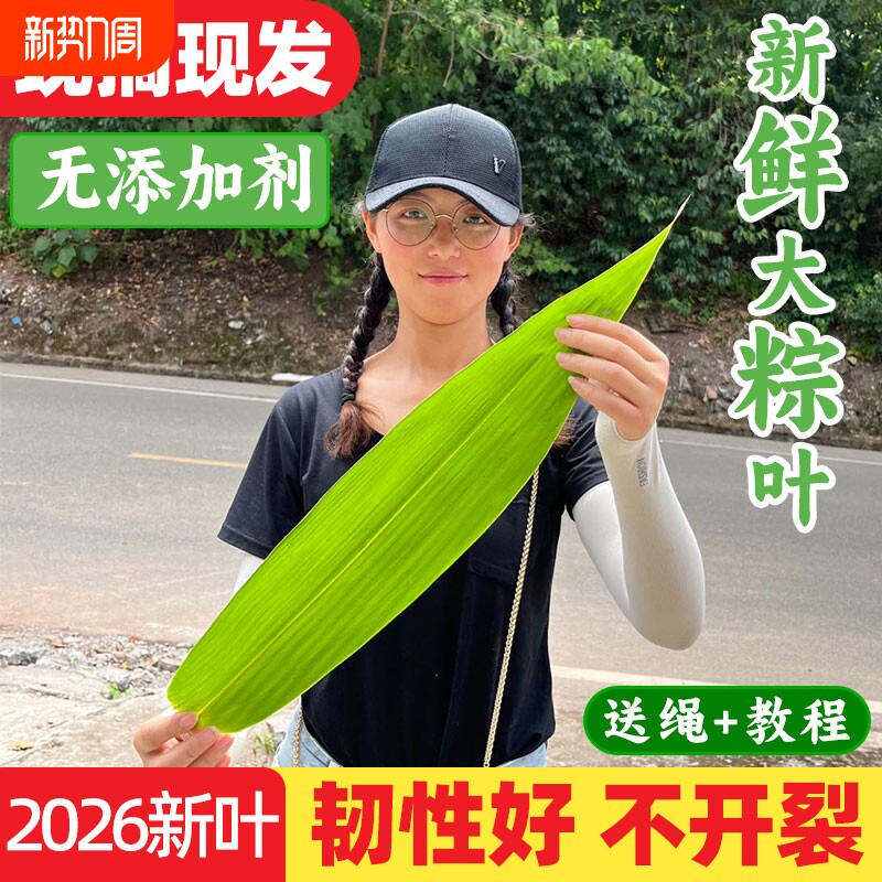 新鲜粽子叶特大粽叶箬叶端午节包粽子的叶子家用商用干粽子叶送绳