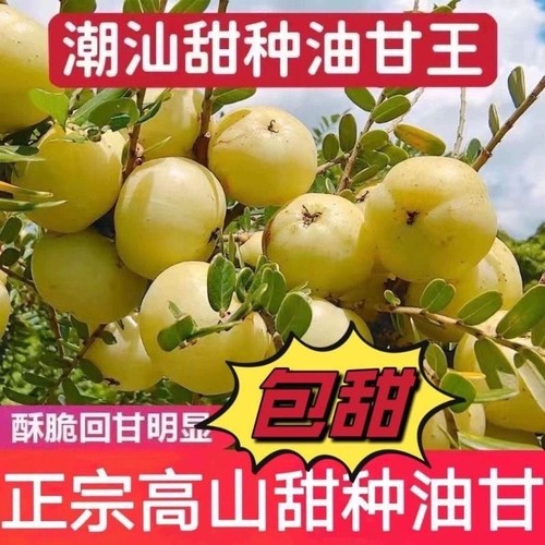 潮汕新鲜甜油甘果牛甘果油柑余甘果孕妇水果饼甜现摘现发