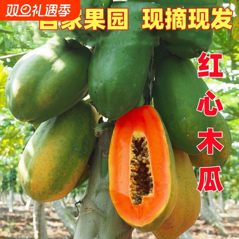广西牛奶冰糖红心木瓜9斤装新鲜产地直发当季水果多汁好吃的现摘