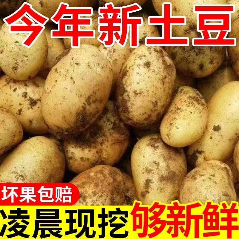 贵州正宗黄皮黄心土豆整箱现挖新鲜蔬菜沙面正宗批发洋芋产地直发
