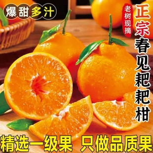 耙耙柑春见橘子新鲜水果当季时令水果应季桔子整箱粑粑柑橘现摘橙
